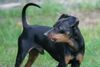 Zwergpinscher Foto: Snoopy port. (ID 23844) Zwergpinscher Hund