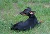 Zwergpinscher Foto: wer stört ? (ID 23845) Zwergpinscher Hund