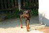 Zwergpinscher Foto: ist das nicht herrlich? (ID 23846) Zwergpinscher Hund