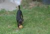 Zwergpinscher Foto: komm und spiel mit mir (ID 23847) Zwergpinscher Hund