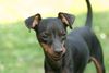 Zwergpinscher Foto: was willst du? (ID 23848) Zwergpinscher Hund