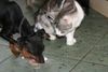 Zwergpinscher Foto: Snoopy und Josy (ID 23843) Zwergpinscher Hund