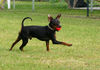 Zwergpinscher Foto: Ich bin der Osterhase! (ID 30972) Zwergpinscher Hund