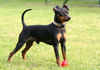 Zwergpinscher Foto: Snoopy - 15.April 06 (ID 30973) Zwergpinscher Hund