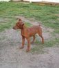 Zwergpinscher Foto: Cadyk 4 Monate (ID 11118) Zwergpinscher Hund