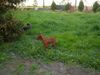 Zwergpinscher Foto: Cadyk 4 Monate (ID 11119) Zwergpinscher Hund