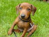 Zwergpinscher Foto: Das ist der Rehpinscher Jacky (8 Wochen) (ID 35989) Zwergpinscher Hund