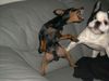 Zwergpinscher Foto: Bafi spielt (ID 19571) Zwergpinscher Hund