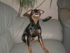 Zwergpinscher Foto: Bafi, 7 Monate (ID 9397) Zwergpinscher Hund