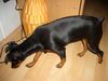 Zwergpinscher Foto: Kiki sucht Leckerchen mit 23 Wochen (ID 31807) Zwergpinscher Hund