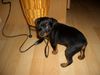 Zwergpinscher Foto: Kiki sucht Leckerchen mit 8 Wochen (ID 31806) Zwergpinscher Hund