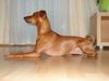 Zwergpinscher Hund