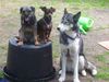 Zwergpinscher Foto: Max und Kumpane (ID 14033) Zwergpinscher Hund