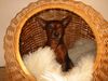Zwergpinscher Foto: Leroy (Luca) vom Zemp (ID 16735) Zwergpinscher Hund
