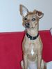 Zwergpinscher Foto: ...unsere süße Lia (ID 18084) Zwergpinscher Hund