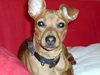 Zwergpinscher Foto: ...unsere süße Lia (ID 18085) Zwergpinscher Hund