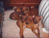 Zwergpinscher Foto: ..in der Kinderstube..... (ID 9425) Zwergpinscher Hund