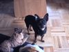 Zwergpinscher Foto: Unser Kampfhund 21cm (ID 5323) Zwergpinscher Hund