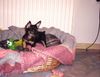 Zwergpinscher Foto: Unser bestes Stück (ID 2791) Zwergpinscher Hund