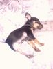 Zwergpinscher Foto: Meine Lieblingsbeschäftigung (ID 5324) Zwergpinscher Hund
