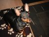 Zwergpinscher Foto: Lucky (ID 20918) Zwergpinscher Hund
