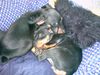 Zwergpinscher Foto: Lucky und Sunny (ID 6197) Zwergpinscher Hund