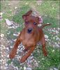 Zwergpinscher Foto: Lucy...so happy! (ID 9939) Zwergpinscher Hund