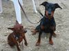 Zwergpinscher Foto: Leroy (Luca) vom Zemp (ID 16736) Zwergpinscher Hund