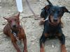 Zwergpinscher Foto: Leroy (Luca) vom Zemp (ID 16737) Zwergpinscher Hund