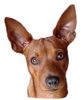 Zwergpinscher Foto: Dies ist Mailo (geb.10.Feb.03)einer von unseren 2 Zwergpinscher (ID 5742) Zwergpinscher Hund