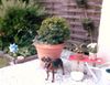 Zwergpinscher Foto: das ist mein Max (ID 6880) Zwergpinscher Hund