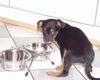 Zwergpinscher Foto: Das ist mein Eßplatz (ID 18033) Zwergpinscher Hund
