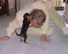 Zwergpinscher Foto: Mein Herrchen (ID 18032) Zwergpinscher Hund