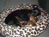 Zwergpinscher Foto: Bafi, 17 Wochen (ID 6912) Zwergpinscher Hund