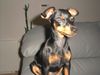 Zwergpinscher Foto: Bafi 5Mon. in der Höhensonne (ID 7219) Zwergpinscher Hund
