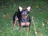 Zwergpinscher Foto: Das ist Püppi (ID 36722) Zwergpinscher Hund