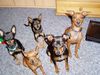 Zwergpinscher Foto: Bonsai Zwergpinscher, der alte kleine Srandard wird von uns noch gezüchtet. (ID 14771) Zwergpinscher Hund