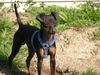 Zwergpinscher Foto (ID 20744) Zwergpinscher Hund