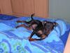 Zwergpinscher Foto: pass ja auf (ID 20867) Zwergpinscher Hund
