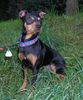 Zwergpinscher Foto: Das ist Diesel (ID 36723) Zwergpinscher Hund