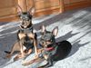 Zwergpinscher Foto: Zwergpinscher von Steinwitz (ID 14774) Zwergpinscher Hund
