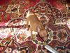 Zwergpinscher Foto: spielt mit dem staubsaugen (ID 10721) Zwergpinscher Hund