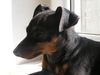 Zwergpinscher Foto: Snoopy (ID 20417) Zwergpinscher Hund