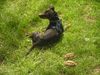 Zwergpinscher Foto: meine schildkröten (ID 21133) Zwergpinscher Hund