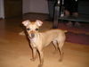 Zwergpinscher Foto: Kessy 1 Jahr alt (ID 35712) Zwergpinscher Hund