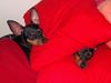 Zwergpinscher Foto: Lucky und Sunny (ID 24108) Zwergpinscher Hund