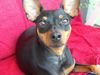 Zwergpinscher Foto: Lucky (ID 21840) Zwergpinscher Hund
