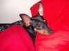 Zwergpinscher Foto: Lucky (ID 24110) Zwergpinscher Hund