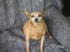 Zwergpinscher Foto: Vilma (ID 16484) Zwergpinscher Hund