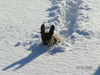 Zwergpinscher Foto: Rocky im Schnee (ID 24272) Zwergpinscher Hund